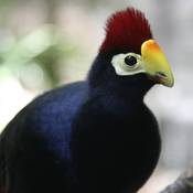 Ross's Turaco